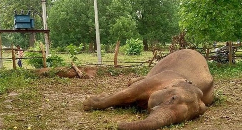 Tragic Loss: Elephant Electrocuted in Odisha Forest 1