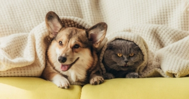 Who's Smarter: Dogs or Cats? 3