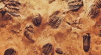 Revolutionary technology unlocks secrets of world-famous fossil site 3
