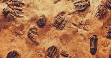Revolutionary technology unlocks secrets of world-famous fossil site 1