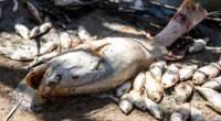 Dead Fish Catastrophe: Urgent Action Needed 3
