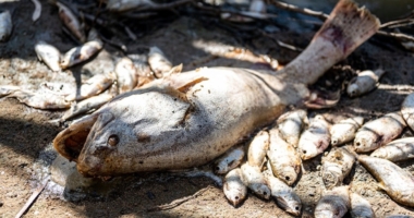 Dead Fish Catastrophe: Urgent Action Needed 5