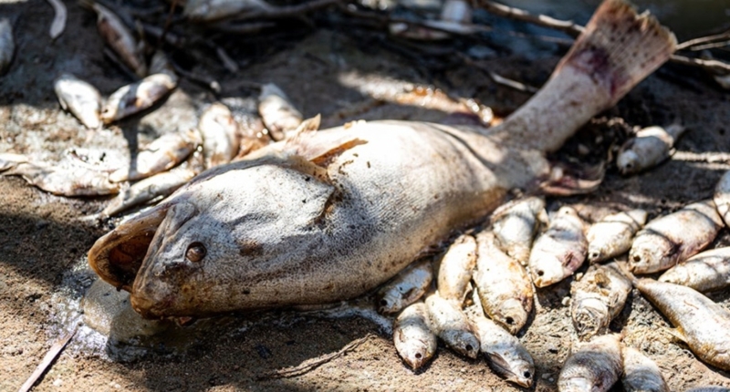 Dead Fish Catastrophe: Urgent Action Needed 1