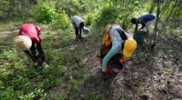 Foraging for Wild Mushrooms: Zimbabwe's Rainy Season Delicacy 3