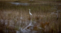 Everglades Recovery: Encouraging Signs 3
