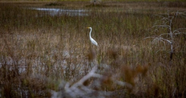 Everglades Recovery: Encouraging Signs 1