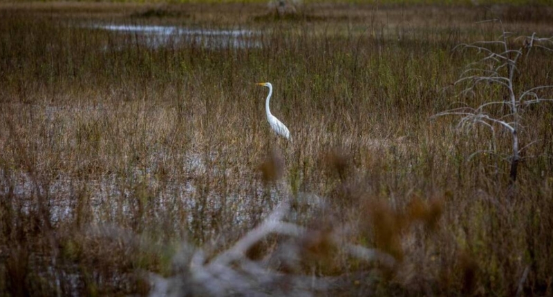 Everglades Recovery: Encouraging Signs 1
