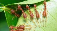 Ants: Unique Skills to Find Friends 1