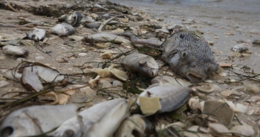 Florida's Toxic Algae Bloom Threatens Tourism. 48