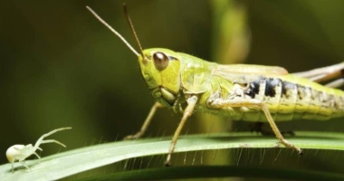 Eating Bugs to Save Environment? Rancher Says 'Junk Science' 1