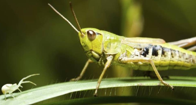 Eating Bugs to Save Environment? Rancher Says 'Junk Science' 1