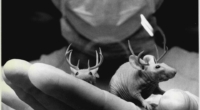 Deer genes make mice grow antlers: a breakthrough in regenerative medicine 3