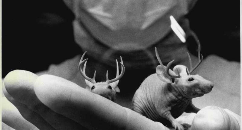 Deer genes make mice grow antlers: a breakthrough in regenerative medicine 1