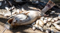 Environmental Catastrophe: Menindee's Fish Die-off 3