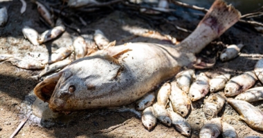 Environmental Catastrophe: Menindee's Fish Die-off 1