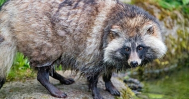 Uncovering Raccoon Dogs and Covid 6