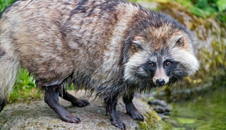 Uncovering Raccoon Dogs and Covid 1