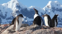 Counting Penguins in Antarctica: Unique Opportunity