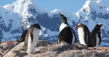 Counting Penguins in Antarctica: Unique Opportunity