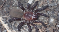 Giant Trapdoor Spider Species Discovered in Queensland