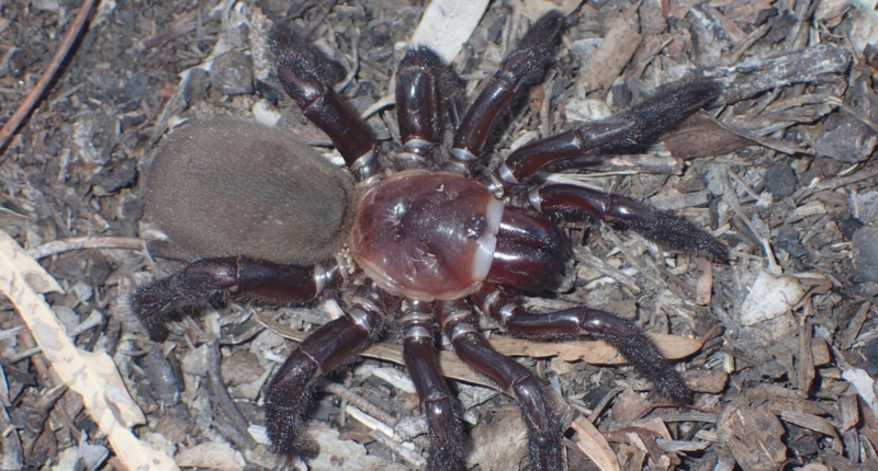Giant Trapdoor Spider Species Discovered in Queensland
