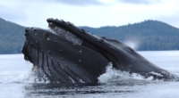 Humpback Whales Thrive in Southeast Alaska