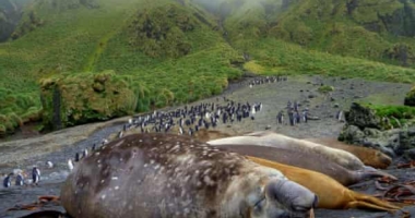 Polygamy's Deadly Consequence for Elephant Seals