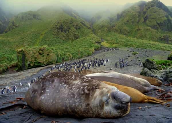 Polygamy's Deadly Consequence for Elephant Seals