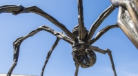 Giant Trapdoor Spider: Endangered Species