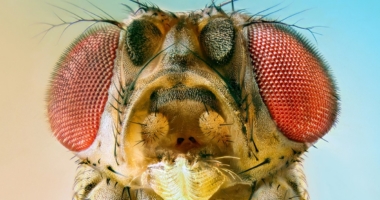 Toxic Foods? Fruit Flies Know!