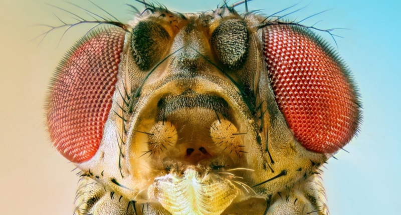 Toxic Foods? Fruit Flies Know!