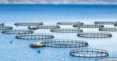 The Future of Fish Farming