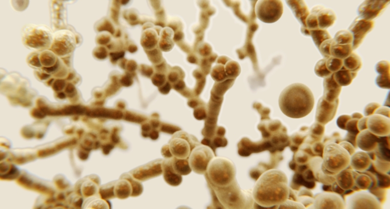 America's Candida Auris Epidemic