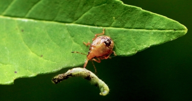 The Peril of Artificial Light for Caterpillars