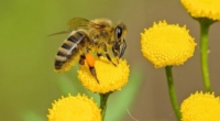 Pesticides and temperature alter bee behaviors