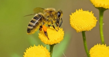 Pesticides and temperature alter bee behaviors