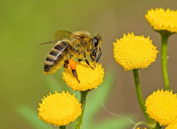 Pesticides and temperature alter bee behaviors