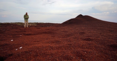 Sargassum Invasion: Massive Seaweed Belt Heads for Florida