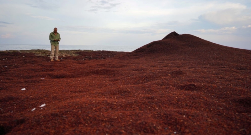 Sargassum Invasion: Massive Seaweed Belt Heads for Florida