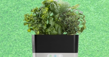 The Ultimate Guide to Hydroponic Gardening