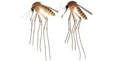 Mosquito Invasion: Florida's New Threat