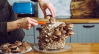 The Evolution of Shiitake Mushroom