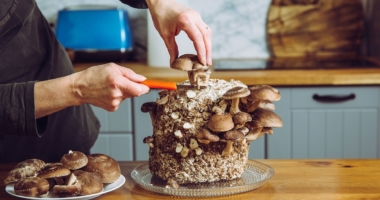 The Evolution of Shiitake Mushroom