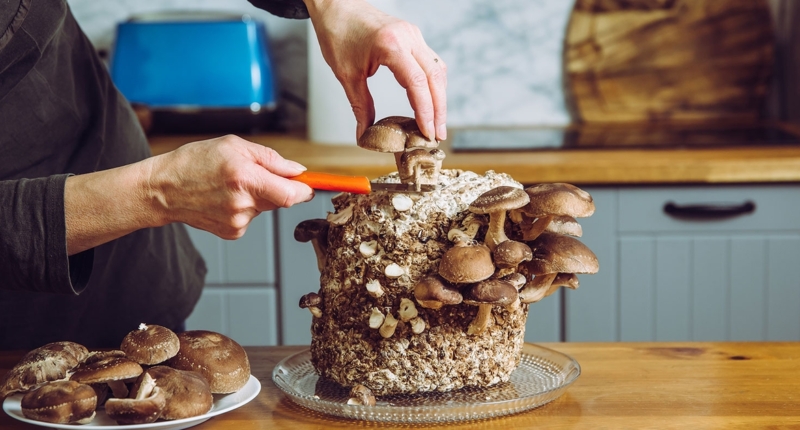 The Evolution of Shiitake Mushroom