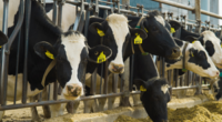 A Century of Data in Dairy Industry