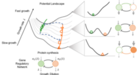 Global Regulation Mechanism: How Cellular Growth Shapes Cell-Fate