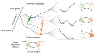 Global Regulation Mechanism: How Cellular Growth Shapes Cell-Fate