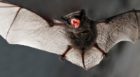 UK Bats Could Infect Humans with Covid-like Virus