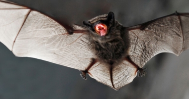 UK Bats Could Infect Humans with Covid-like Virus