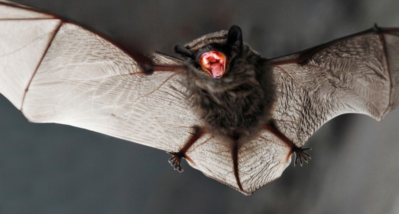 UK Bats Could Infect Humans with Covid-like Virus